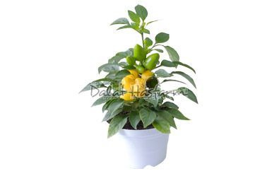 Samba Yellow