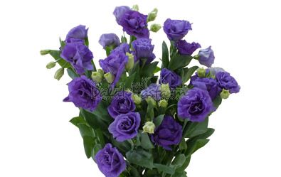 Rosina III Blue
