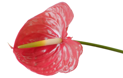 Anthurium1