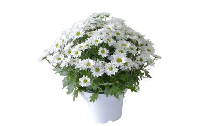 Albino