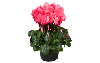 Cyclamen