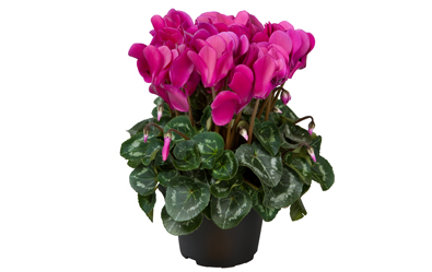 Cyclamen