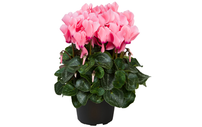 Cyclamen