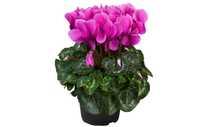 Cyclamen