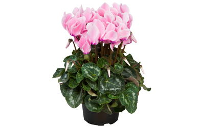 Cyclamen