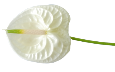 Anthurium2