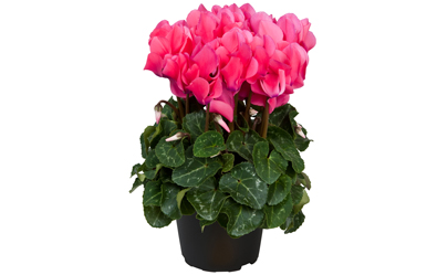 Cyclamen
