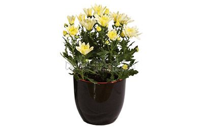 Chrysal Vanilla
