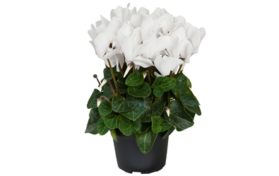 Cyclamen