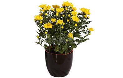 Chrysal Yellow