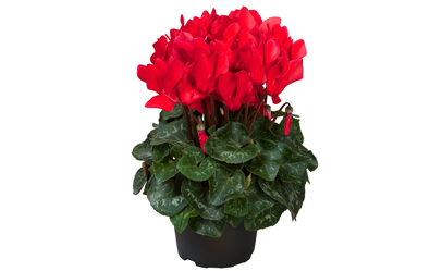 Cyclamen