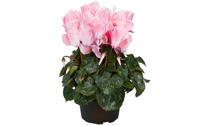 Cyclamen
