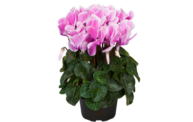 Cyclamen
