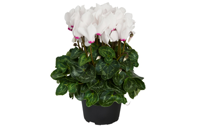 Cyclamen