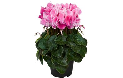 Cyclamen