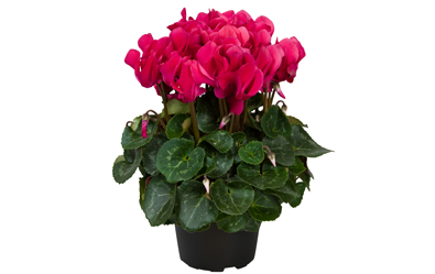 Cyclamen