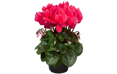 Cyclamen