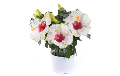Boreas White