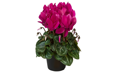 Cyclamen
