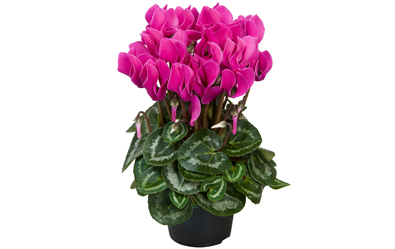 Cyclamen