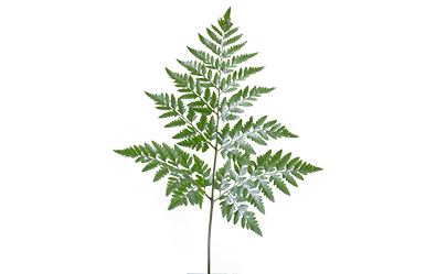 Solf Fern Leaf