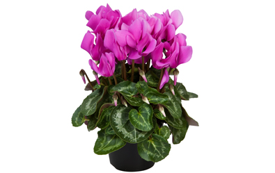 Cyclamen
