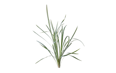 Mondo Grass