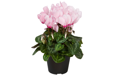 Cyclamen