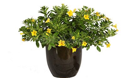 Lindura Yellow