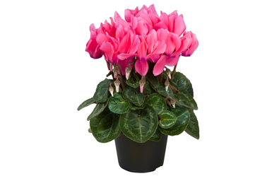 Cyclamen
