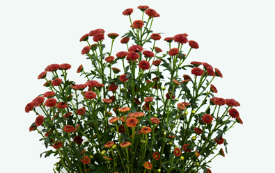 Calimero Stone Red
