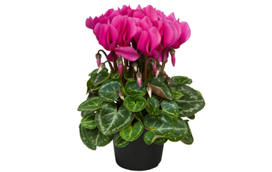 Cyclamen