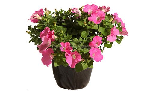 Fortunia Pink