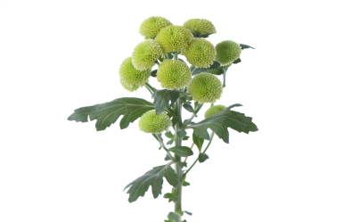 Calimero Minty