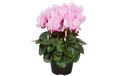 Cyclamen