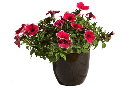 Fortunia Pink Picotee