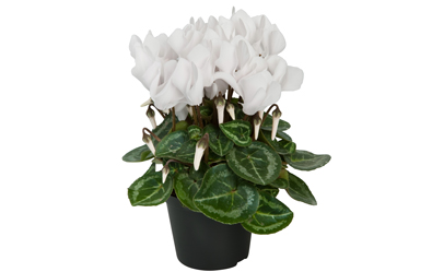 Cyclamen