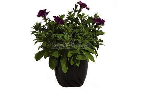 Fortunia Purple Picotee
