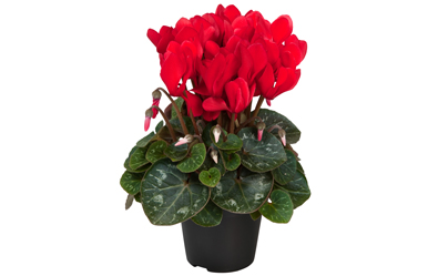 Cyclamen