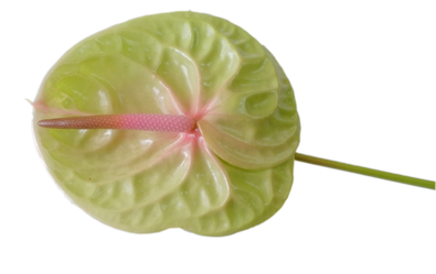 Anthurium4