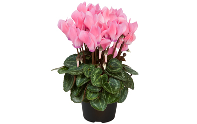 Cyclamen