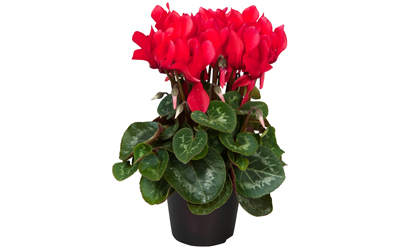Cyclamen