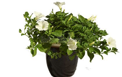 Trailing White