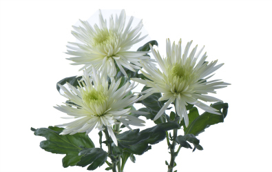 Anastasia Star Mint