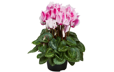 Cyclamen