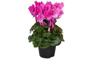 Cyclamen