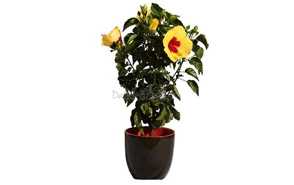 Borias Yellow