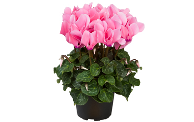 Cyclamen