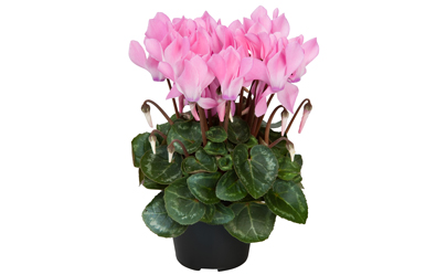 Cyclamen