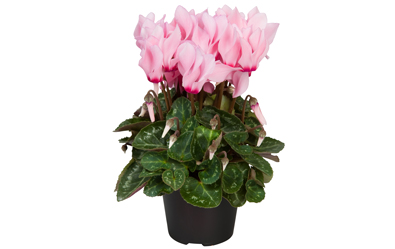 Cyclamen